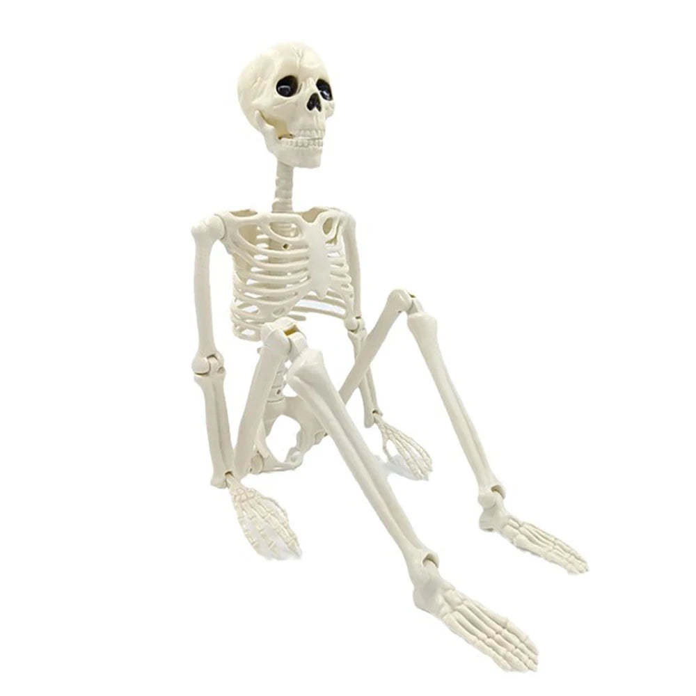 Skeletal model of a sitting position on a white background