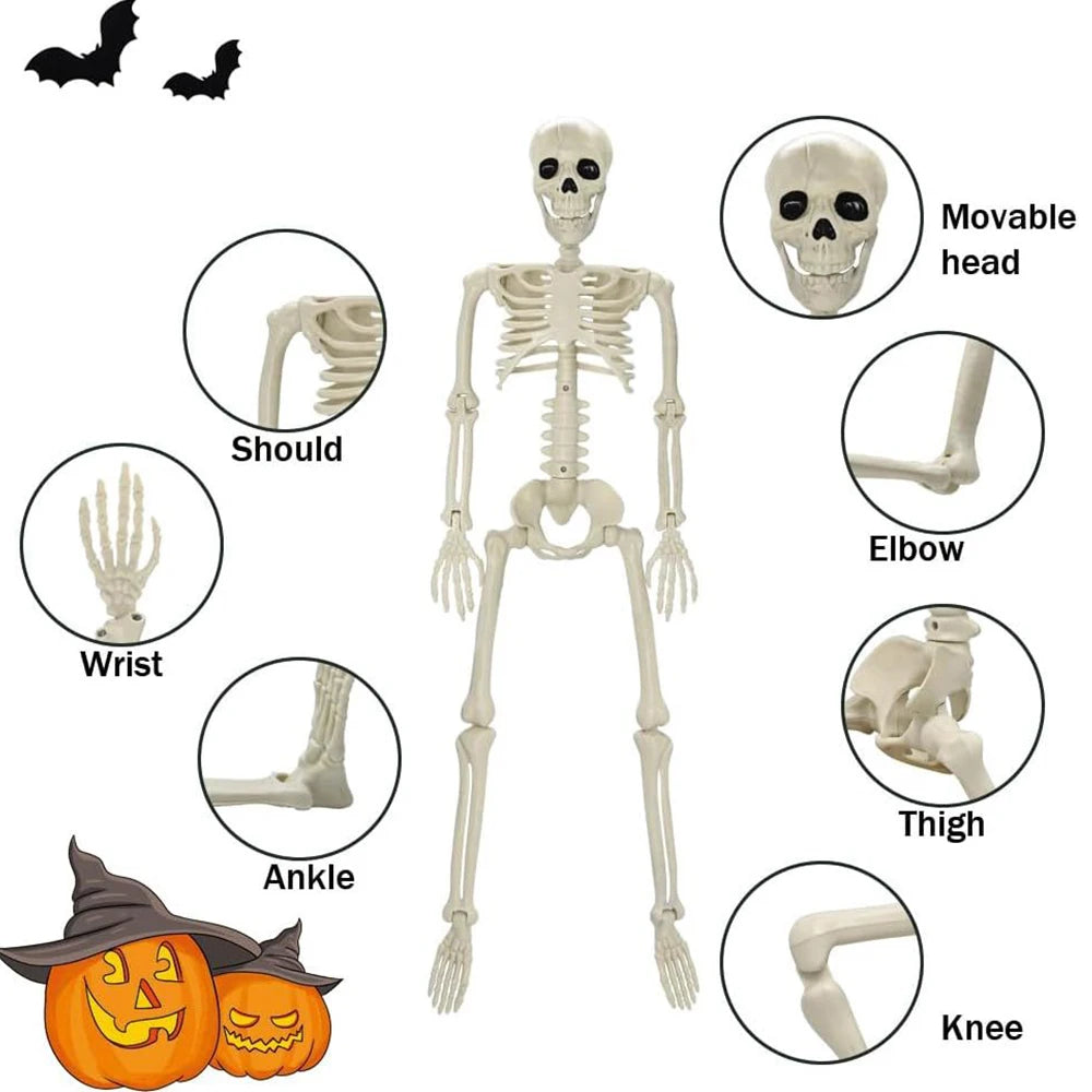 Skeletal model with labeled parts and Halloween-themed decorations.