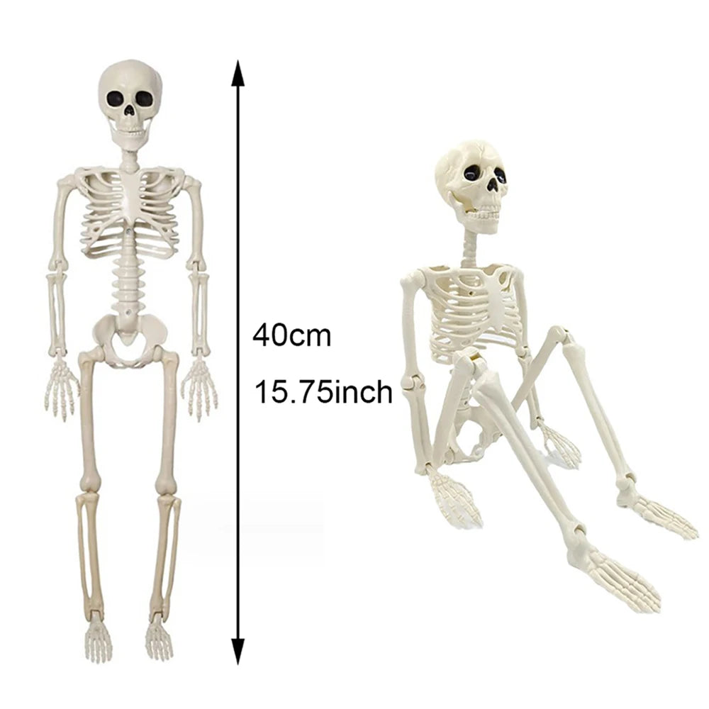 Two skeletons, one standing and one sitting, with a measurement label indicating height.