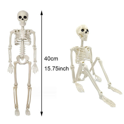 Two skeletons, one standing and one sitting, with a measurement label indicating height.