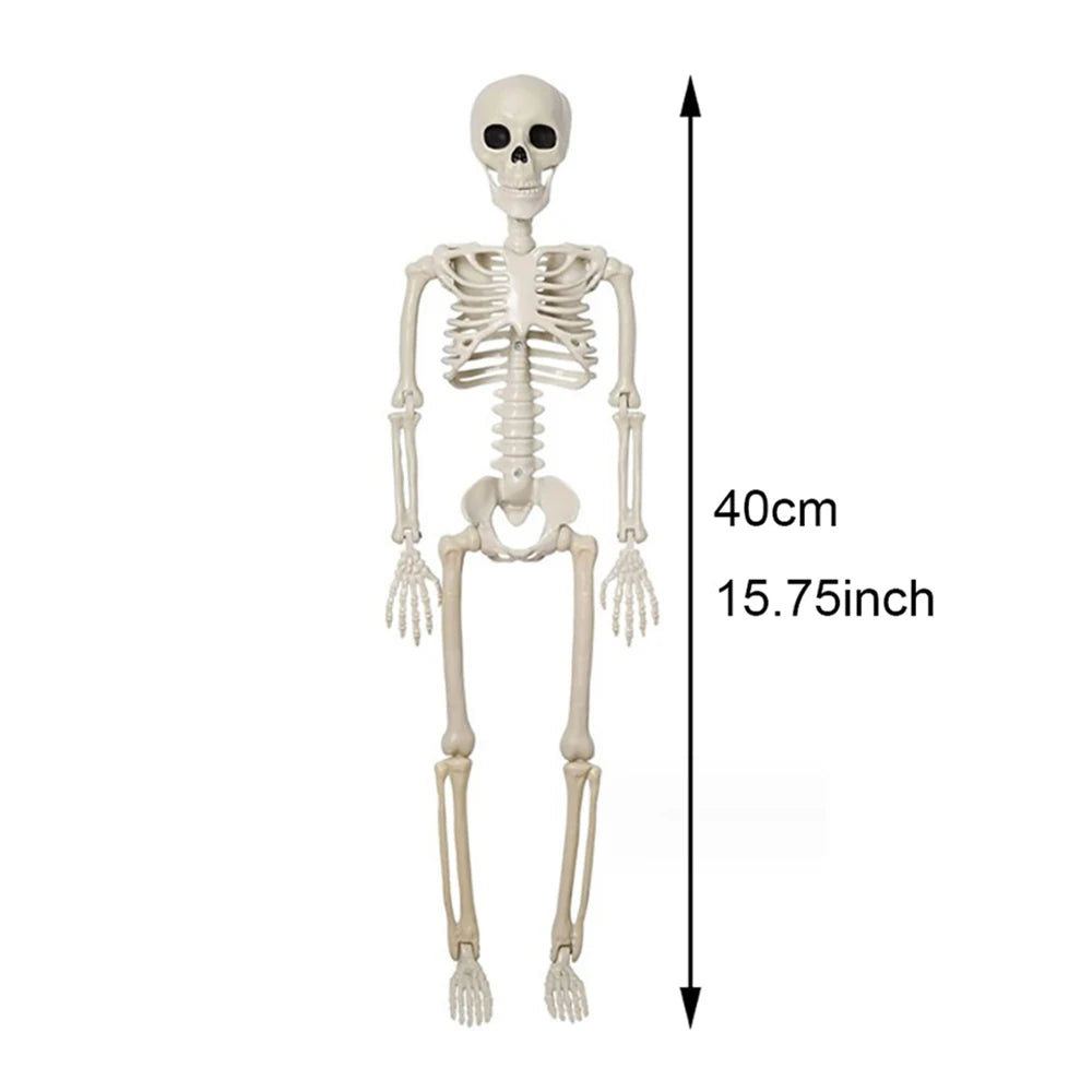Skeletal model with measurement details on a white background