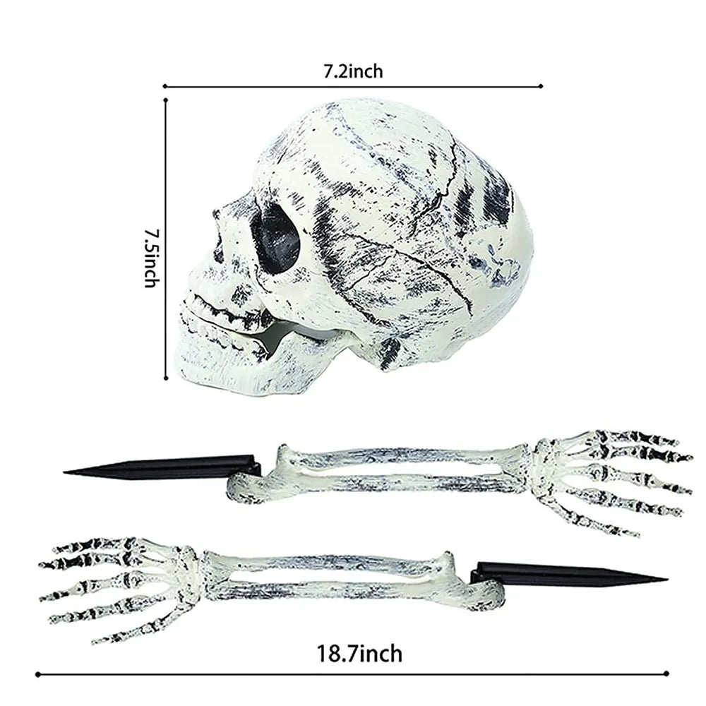 Skull and skeleton hand with measurements on a white background