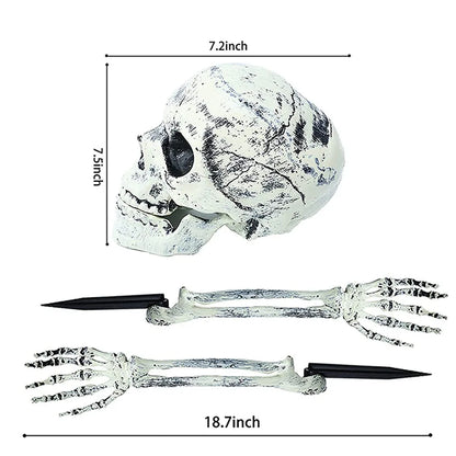 Skull and skeleton hand with measurements on a white background